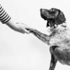 How to Train Your Dog to Get Along: Instruments Needed for Dog Training