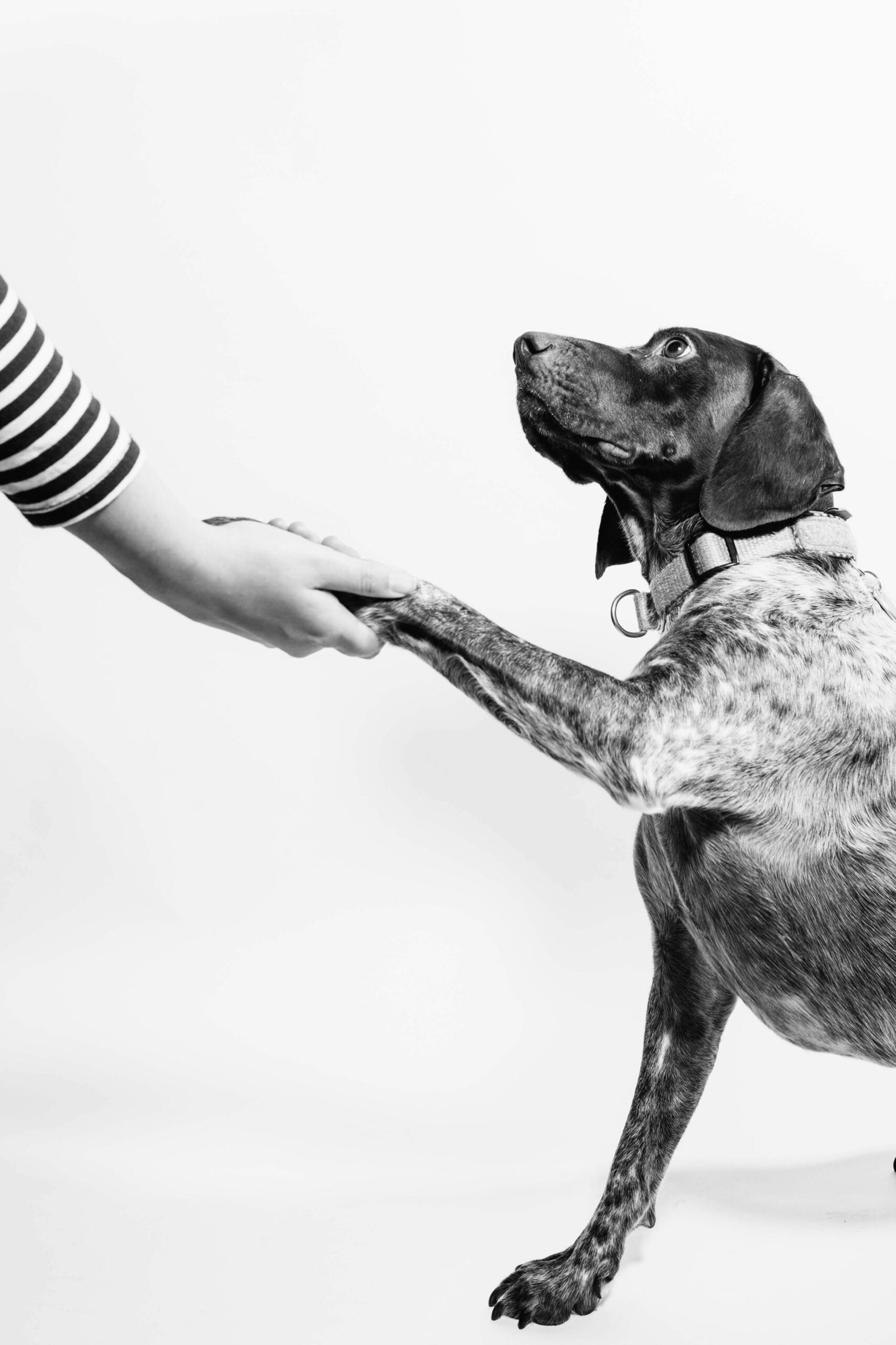 How to Train Your Dog to Get Along: Instruments Needed for Dog Training